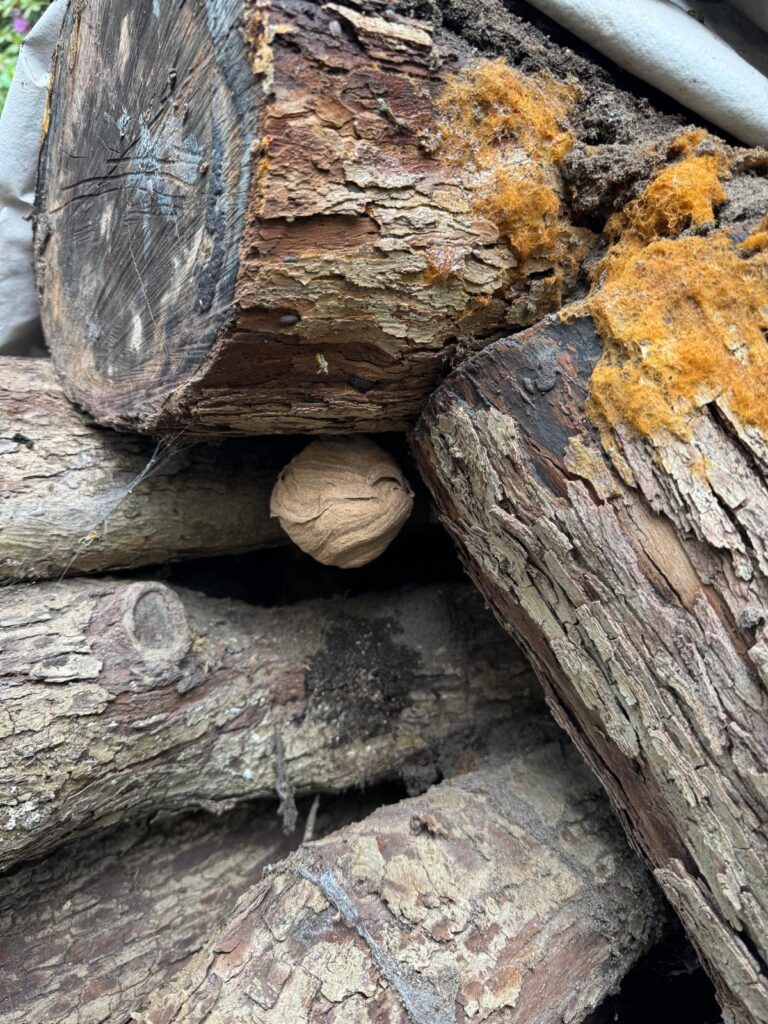 Nestentfernung – 16.05.2026