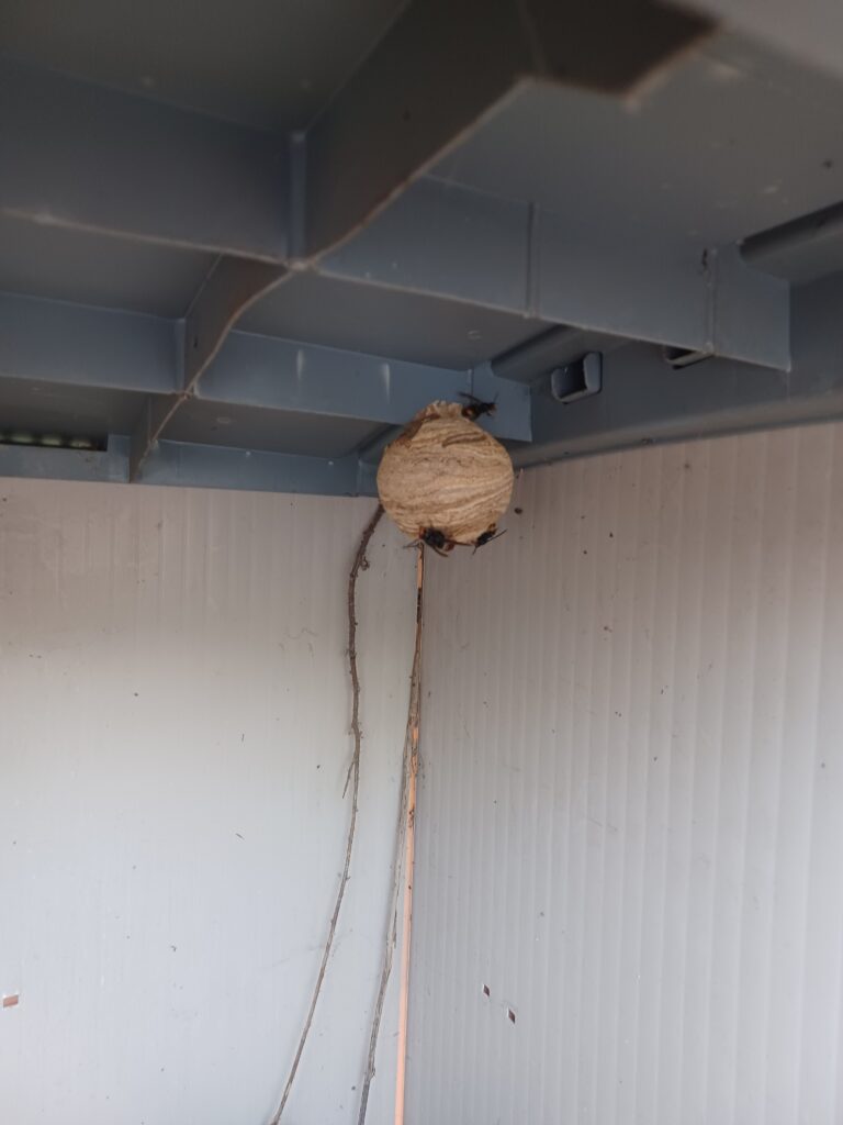 Nestentfernung – 15.05.2026
