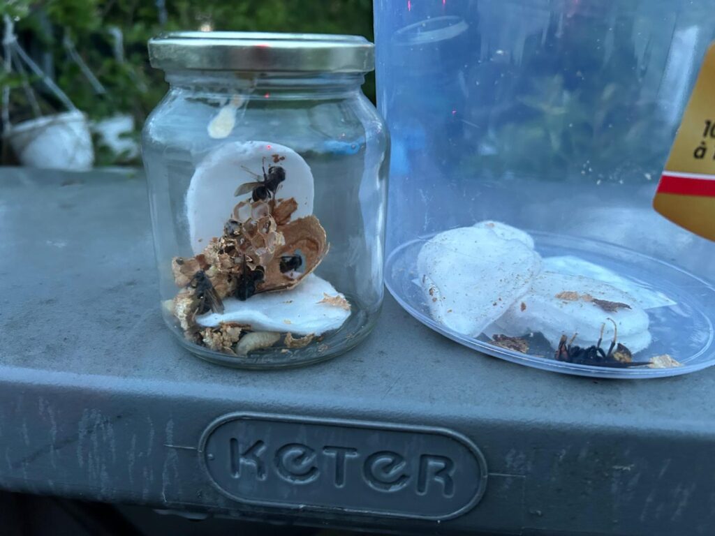 Nestentfernung – 15.05.2026