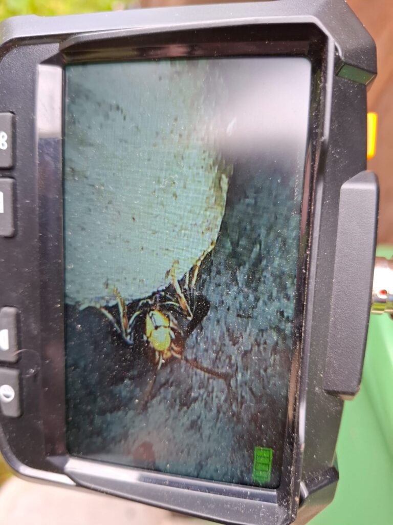 Nestentfernung – 15.05.2026