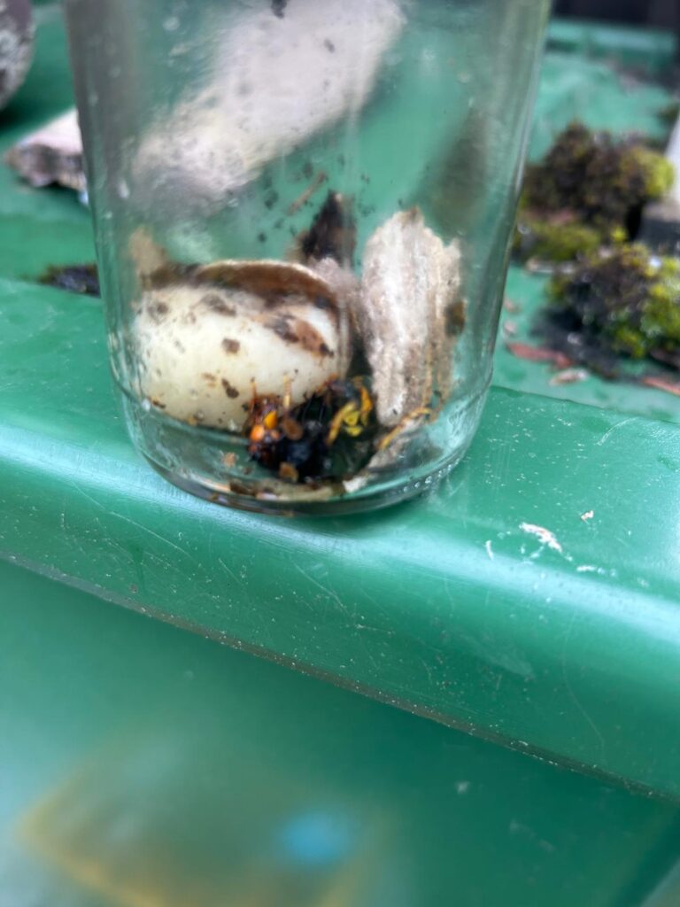 Nestentfernung – 15.05.2026
