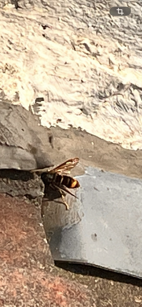 Nestentfernung – 16.05.2026