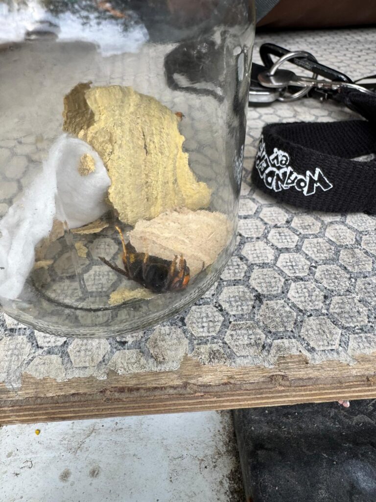 Nestentfernung – 16.05.2026