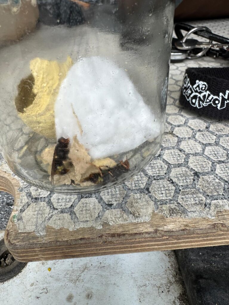 Nestentfernung – 16.05.2026