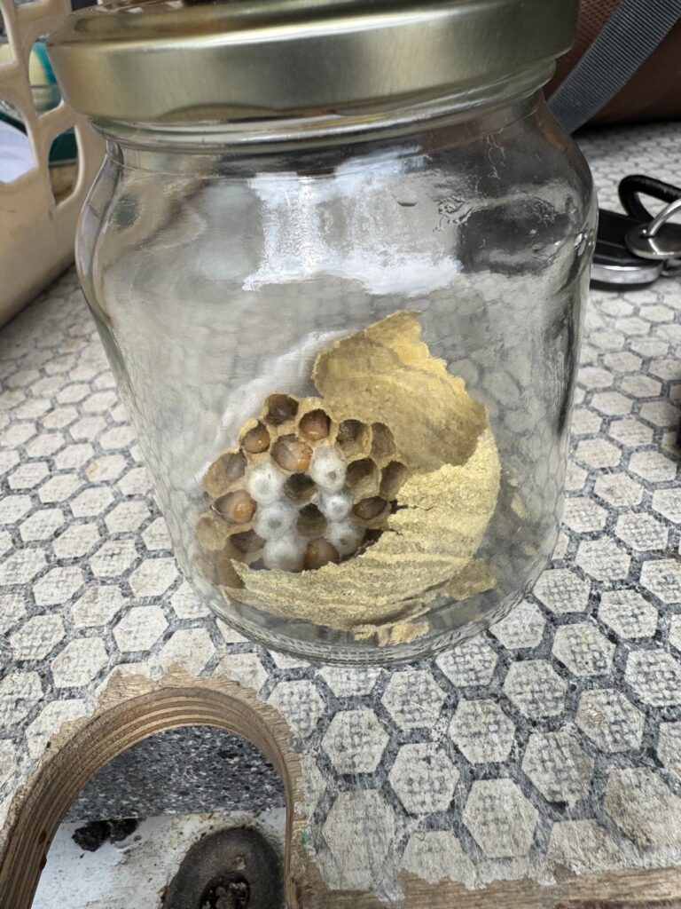Nestentfernung – 16.05.2026
