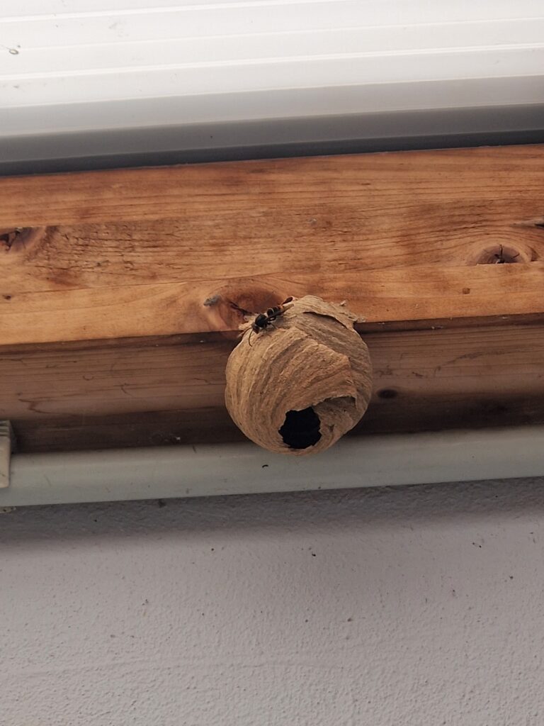 Nestentfernung – 16.05.2026