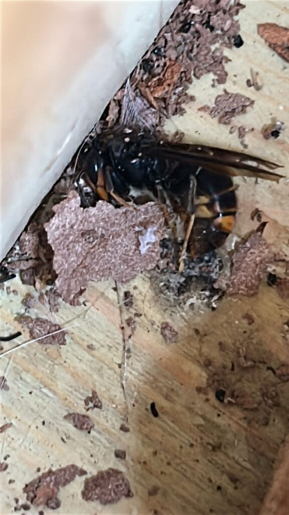Nestentfernung – 18.05.2026