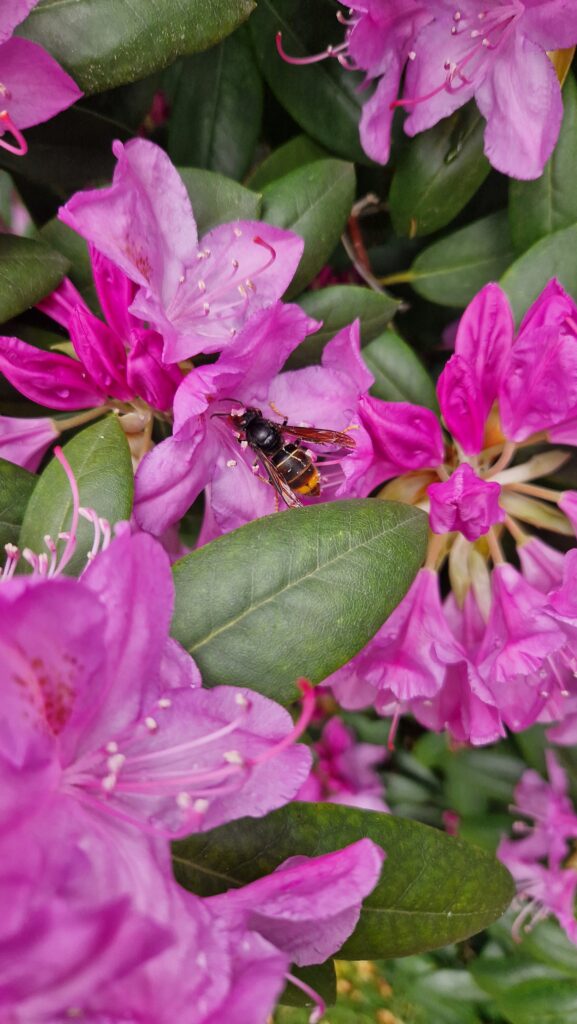 Sichtung – 18.05.2026