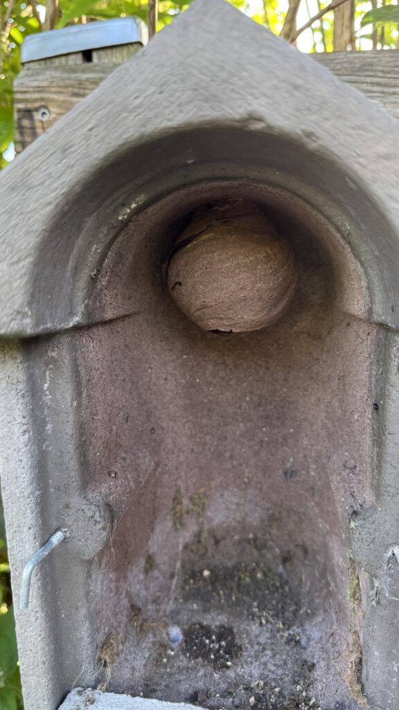 Nestentfernung – 18.05.2026