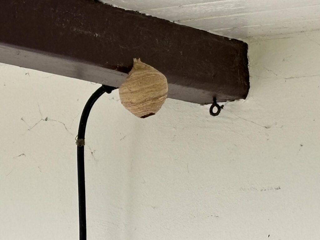 Nestentfernung – 18.05.2026