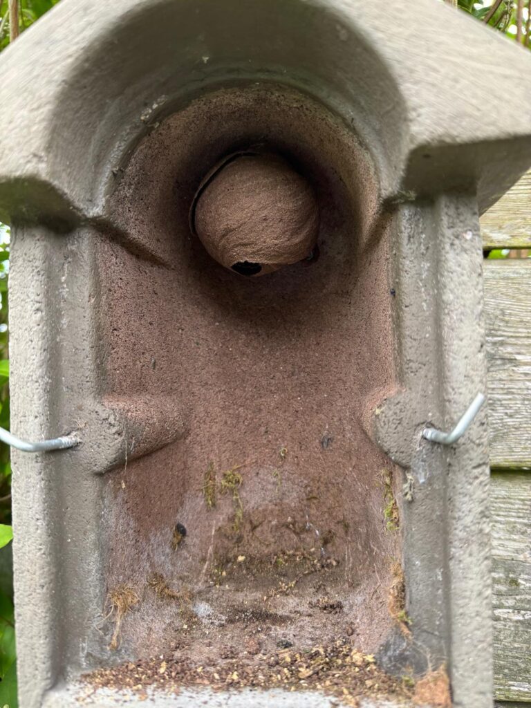Nestentfernung – 19.05.2026