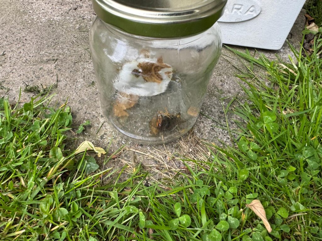 Nestentfernung – 19.05.2026