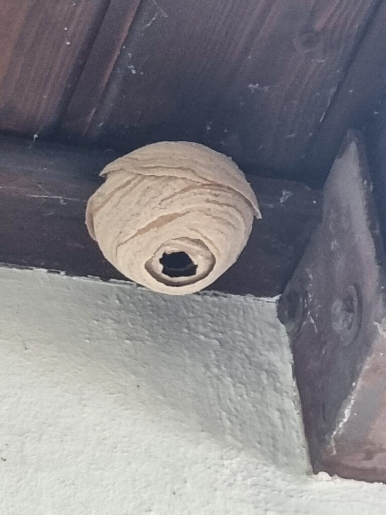 Nestentfernung – 21.05.2026