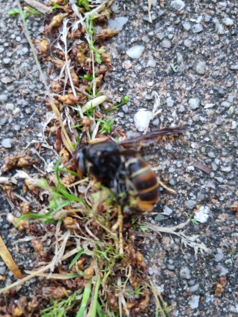 Sichtung – 21.05.2026