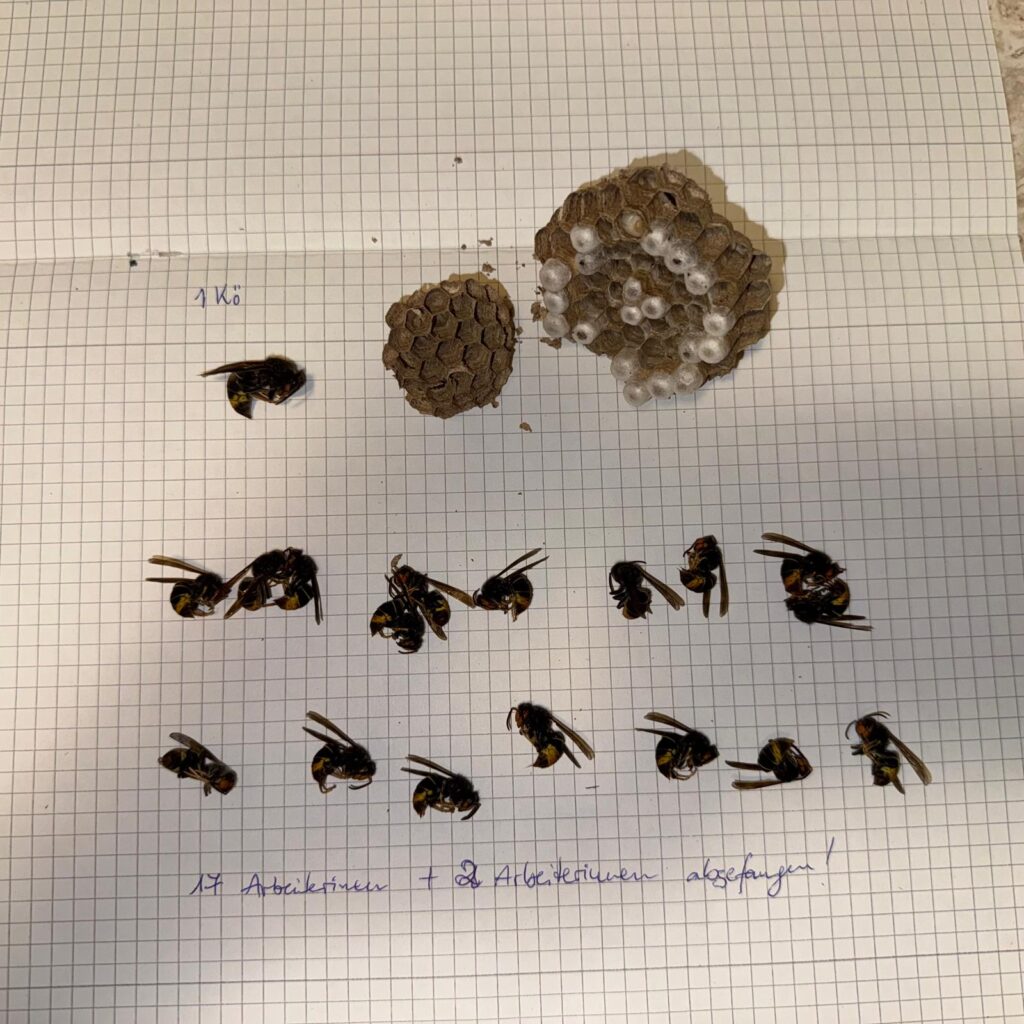 Nestentfernung – 23.05.2026