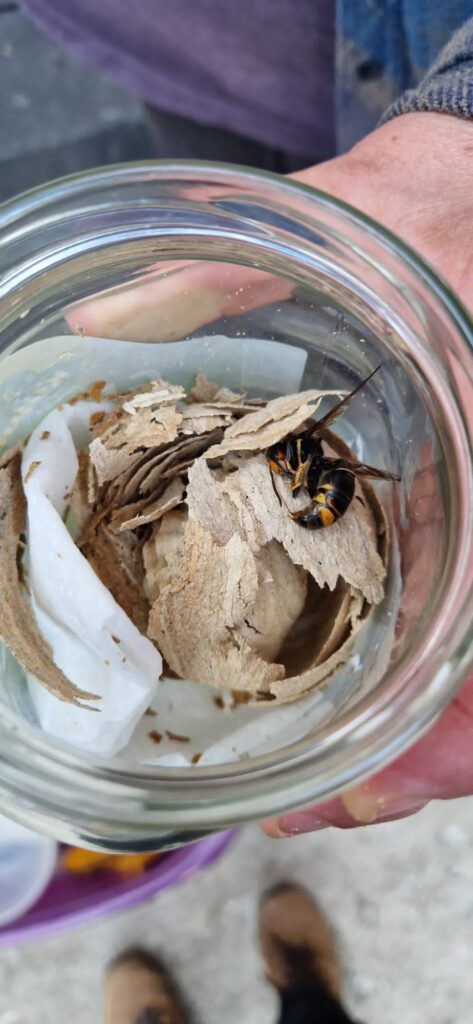Nestentfernung – 22.05.2026
