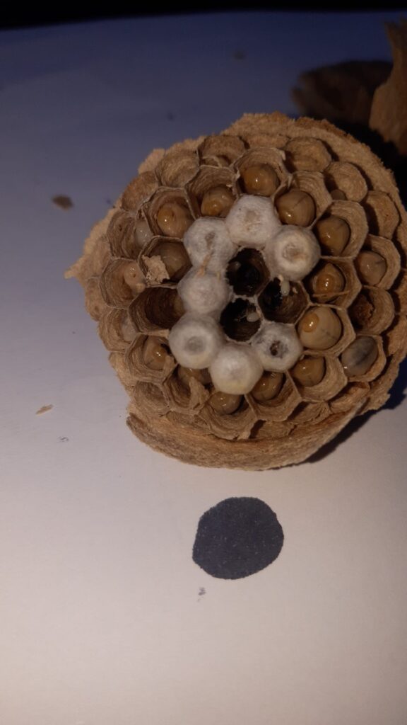 Nestentfernung – 22.05.2026