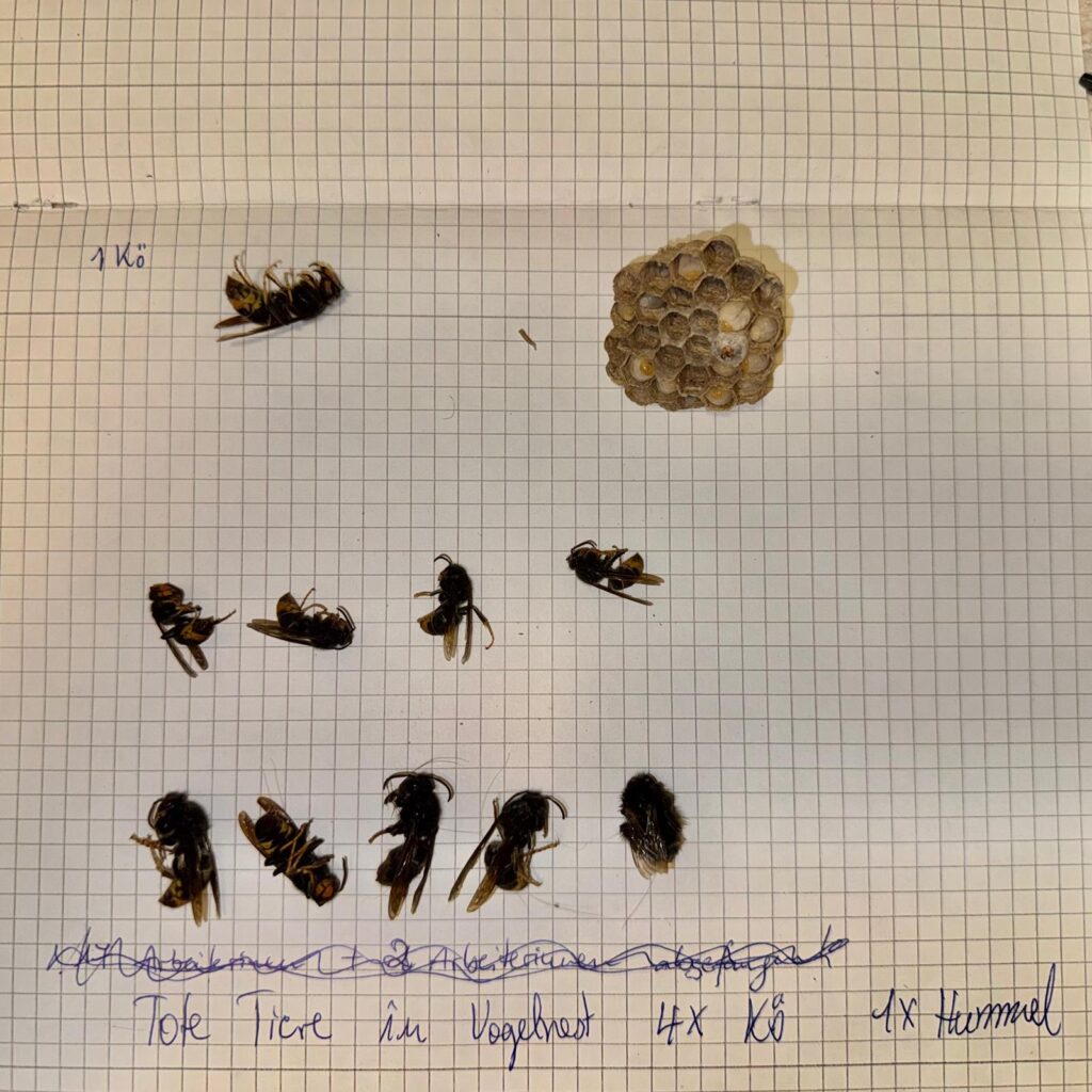 Nestentfernung – 23.05.2026