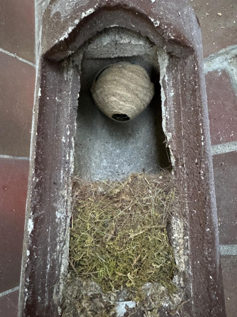 Nestentfernung – 23.05.2026