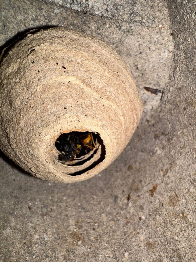 Nestentfernung – 23.05.2026
