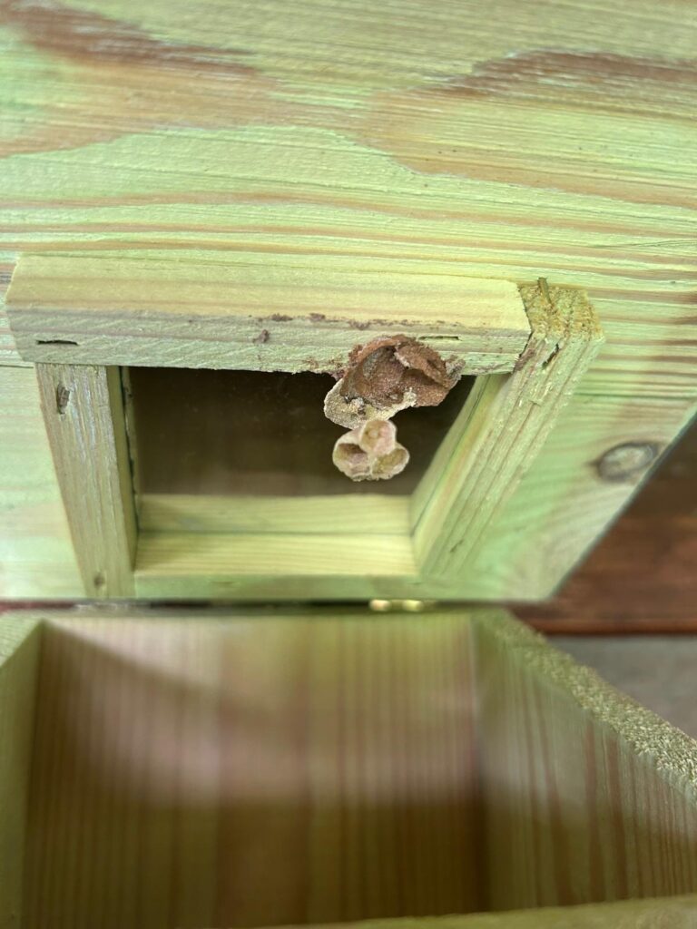 Nestentfernung – 23.05.2026