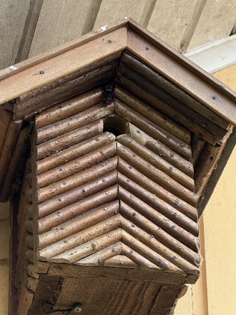 Nestentfernung – 30.05.2026