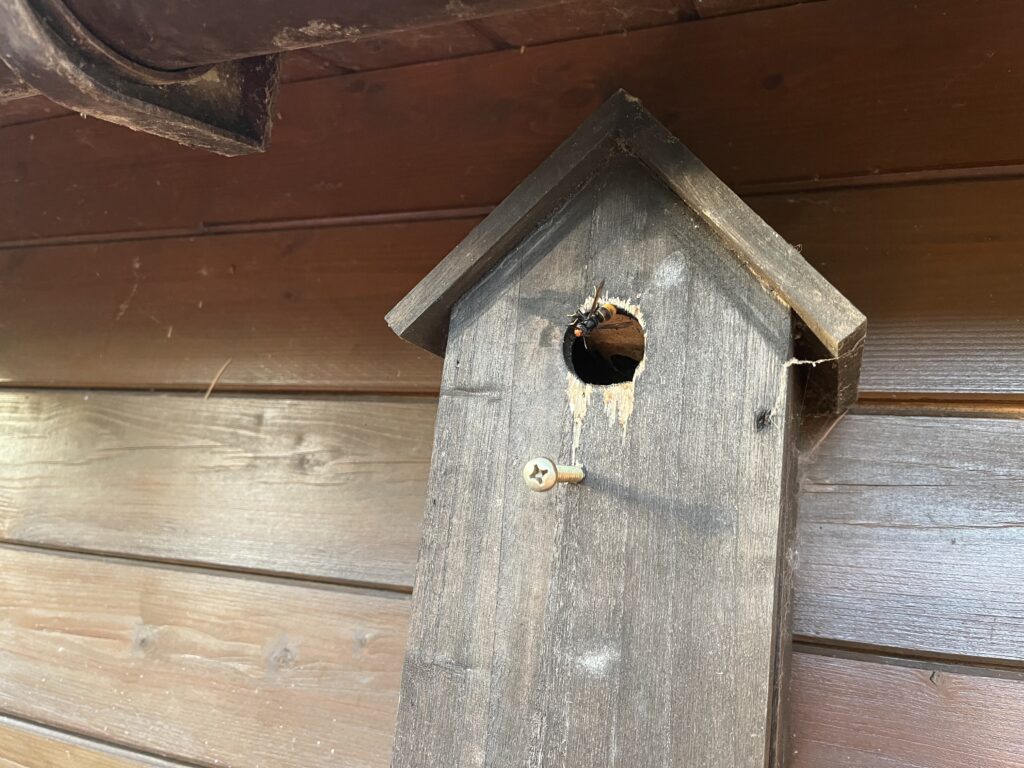 Nestentfernung – 25.05.2026