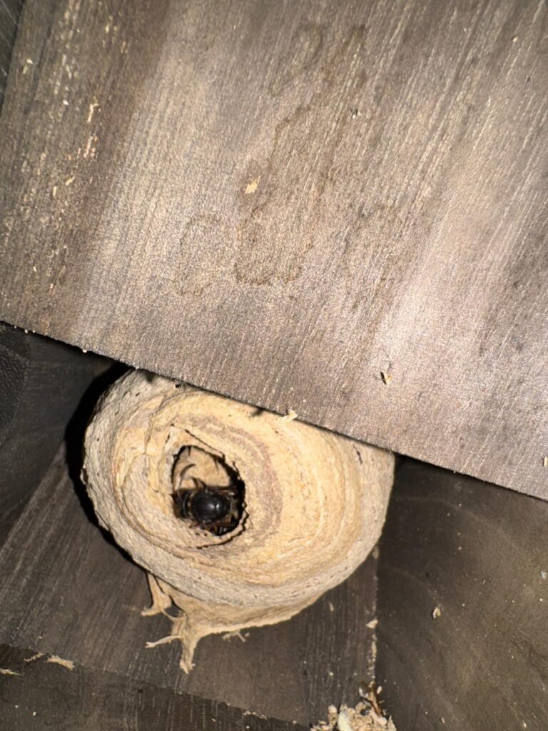 Nestentfernung – 25.05.2026