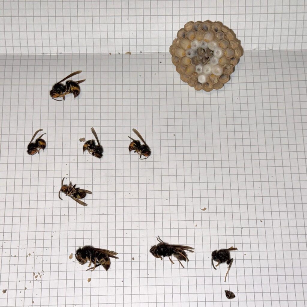 Nestentfernung – 25.05.2026
