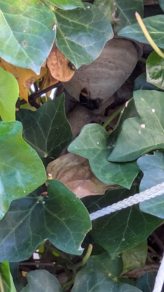 Nestentfernung – 25.05.2026/27.05.2026