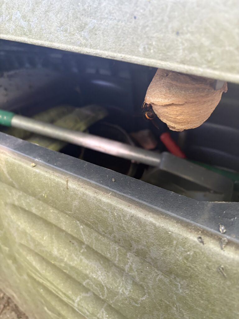 Nestentfernung – 25.05.2026
