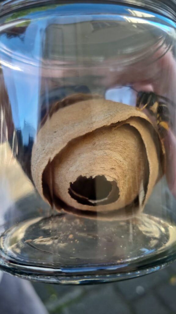 Nestentfernung – 25.05.2026