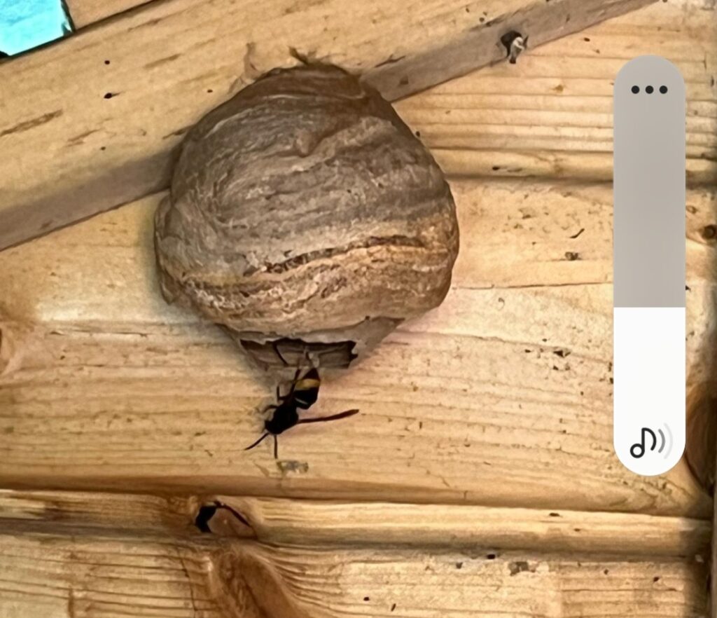 Nestentfernung – 26.05.2026