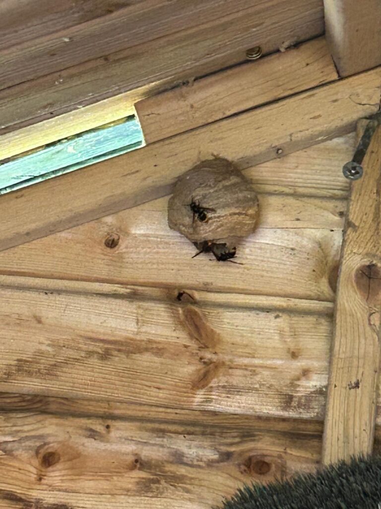 Nestentfernung – 26.05.2026