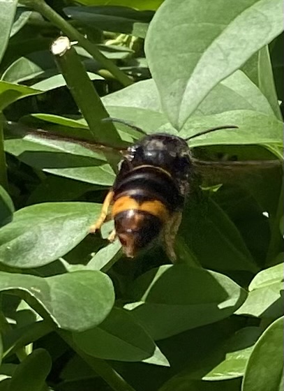Sichtung – 26.05.2026