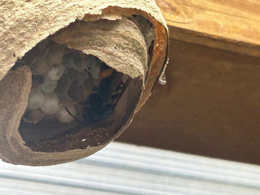 Nestentfernung – 18.05.2026/26.05.2026