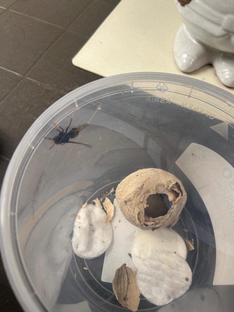 Nestentfernung – 18.05.2026/26.05.2026