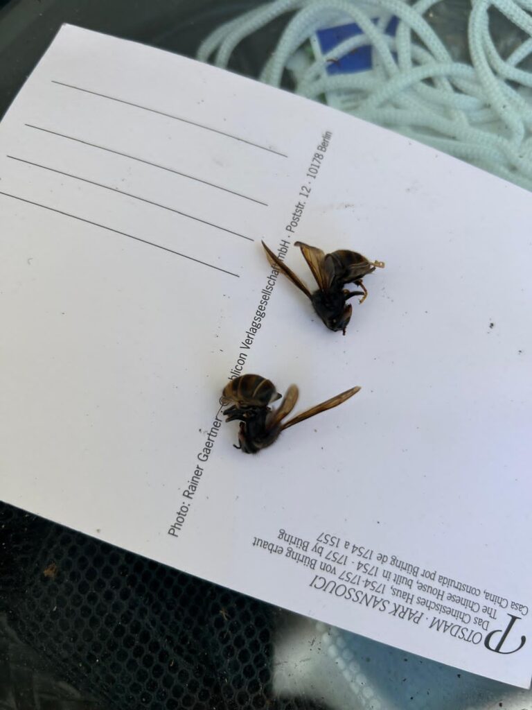 Nestentfernung – 26.05.2026