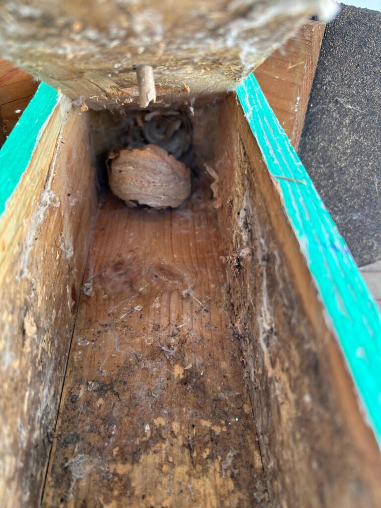 Nestentfernung – 26.05.2026
