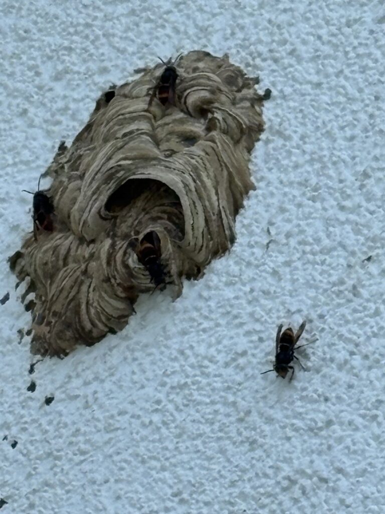 Nestentfernung – 27.05.2026