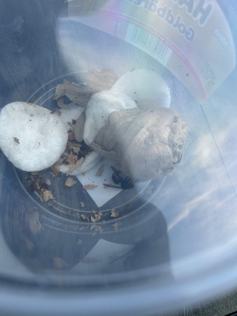 Nestentfernung – 25.05.2026/27.05.2026