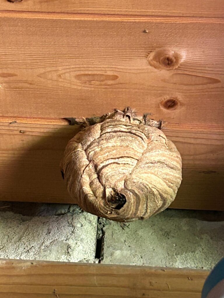Nestentfernung – 28.05.2026