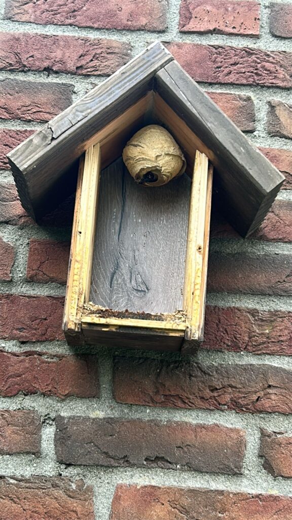 Nestentfernung – 25.05.2026/07.06.2026