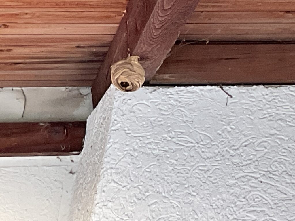 Nestentfernung – 31.05.2026