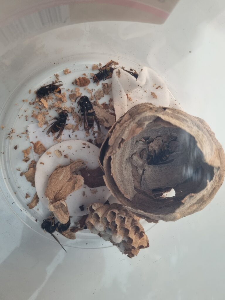Nestentfernung – 31.05.2026