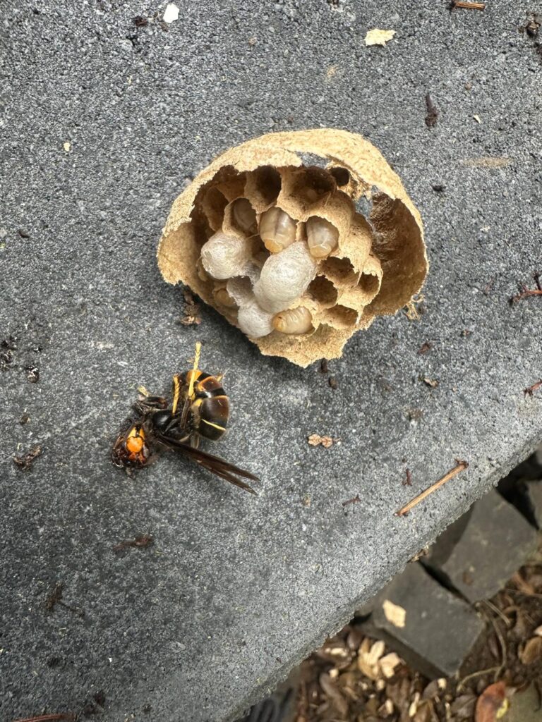 Nestentfernung – 03.06.2026