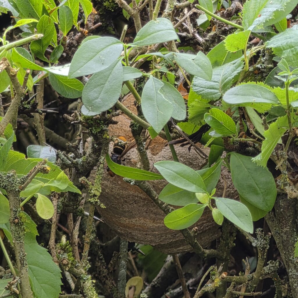 Nestentfernung – 06.06.2026