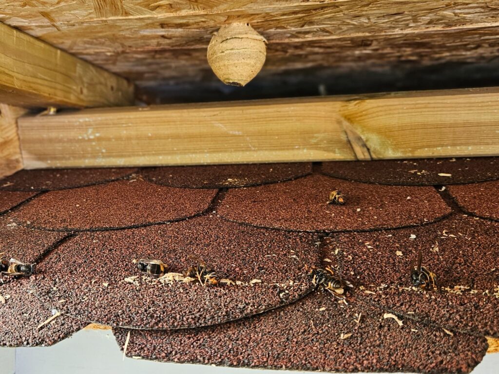 Nestentfernung – 08.06.2026