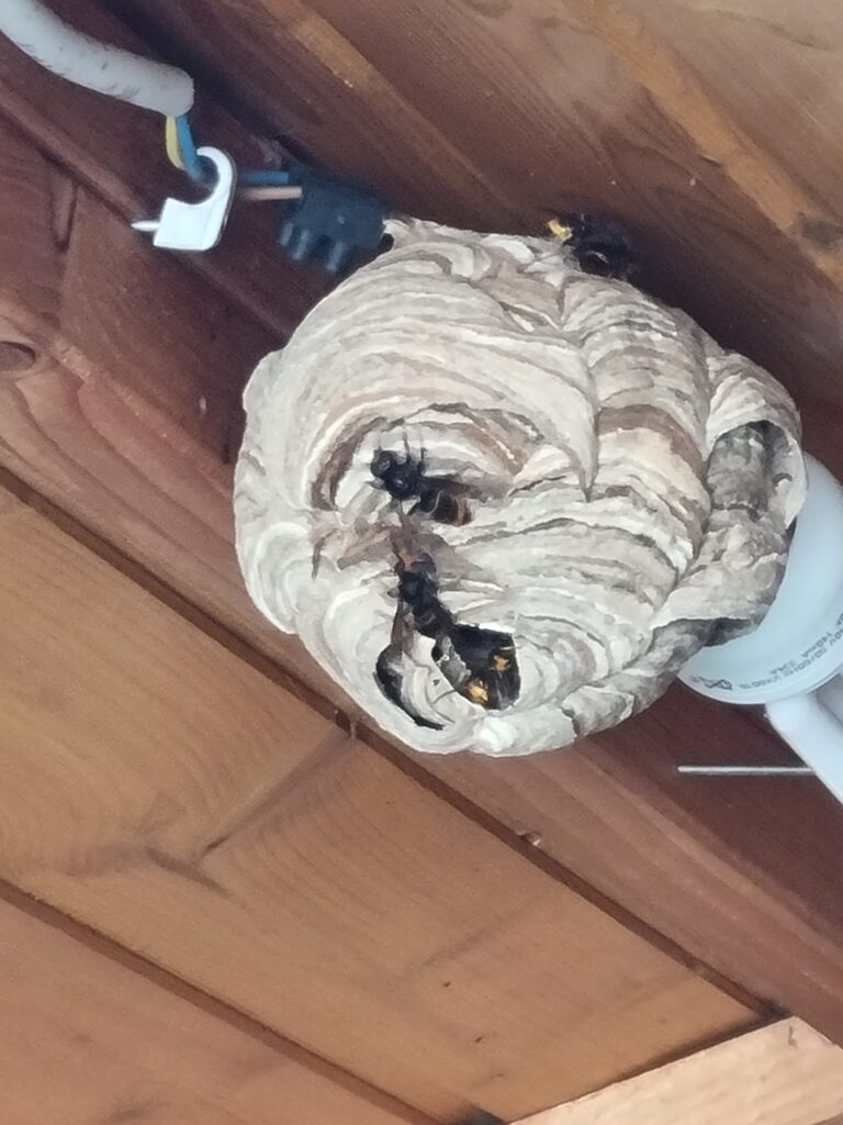 Nestentfernung – 09.06.2026