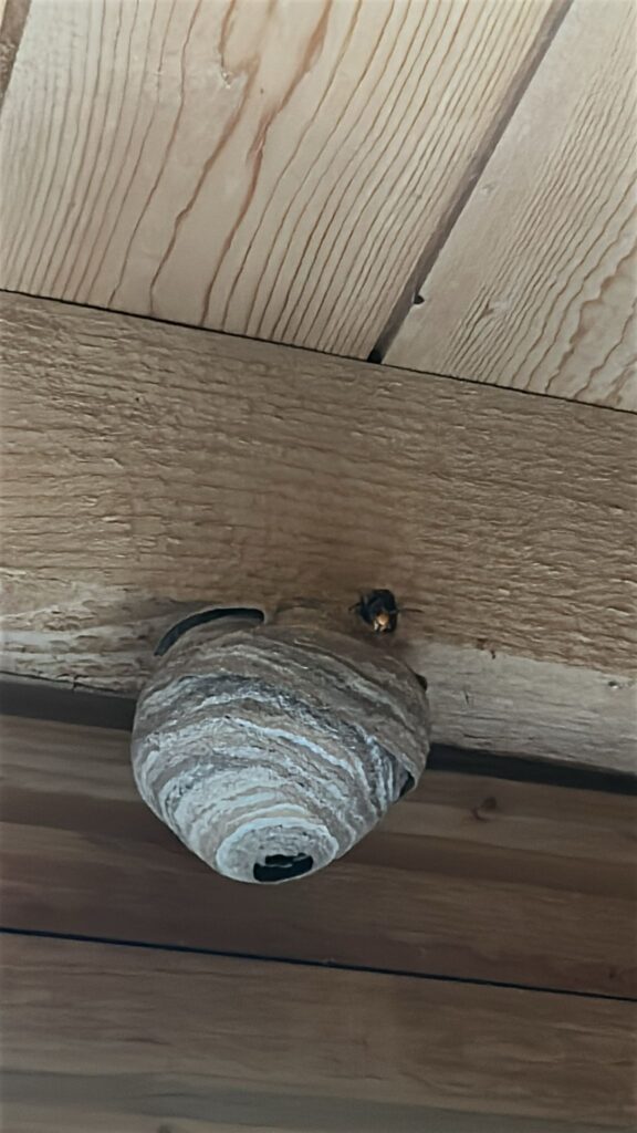 Nestentfernung – 15.06.2026